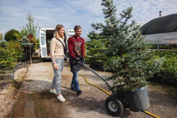 The Steps Involved in Our Tree Care Process in White Hall, AR